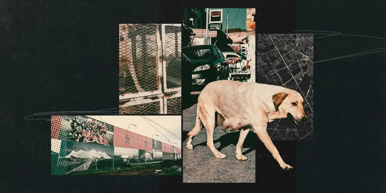 星空体育-TA：为筹备2030年世界杯，摩洛哥正在全国范围内扑杀流浪狗